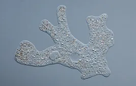 Амеба: фото под микроскопом