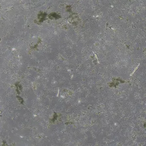 Фазово-контрастное устройство MAGUS SPH360 с набором объективов План ПолуАпохромат Plan S-Apo Ph 4х/10х/20х/40х/60х H60 мм, изображение 14