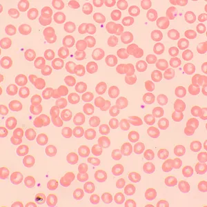 Микроскоп биологический MAGUS Bio 250TL, изображение 12