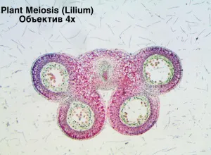 Видеоокуляр ToupCam 14 Мпикс, изображение 5