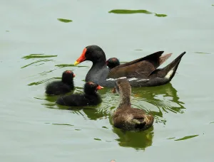 Фототелескоп Levenhuk Kelvin MAK80 AZ, изображение 17