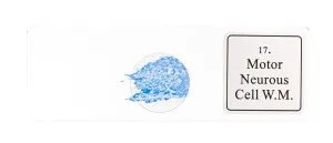 Набор микропрепаратов Bresser «Гистология», 30 шт., в кейсе, изображение 8