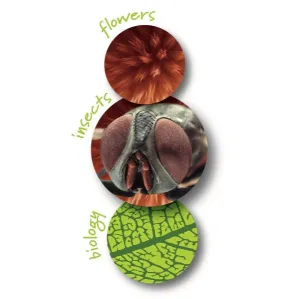 Микроскоп детский портативный Navir «Зумскоп» 20–40x, с подсветкой, прозрачный, изображение 3